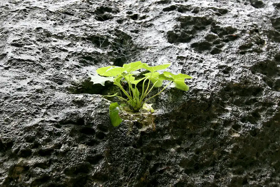 032 | 2010 | Aareschlucht | © carsten riede fotografie