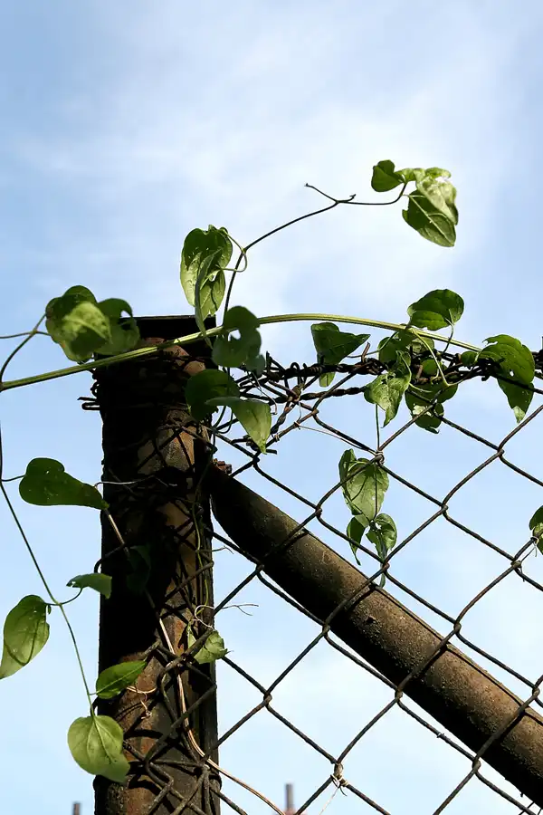 035 | 2010 | Rüdersdorf | Museumspark | © carsten riede fotografie