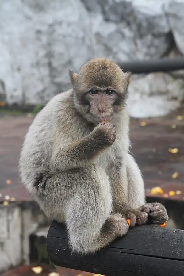 010 | 2011 | Gibraltar | © carsten riede fotografie