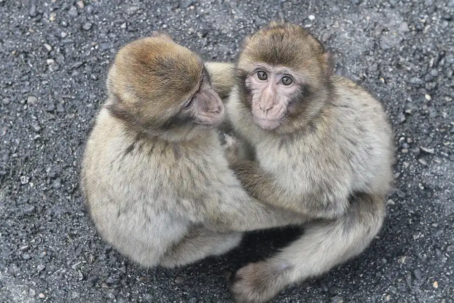 012 | 2011 | Gibraltar | © carsten riede fotografie