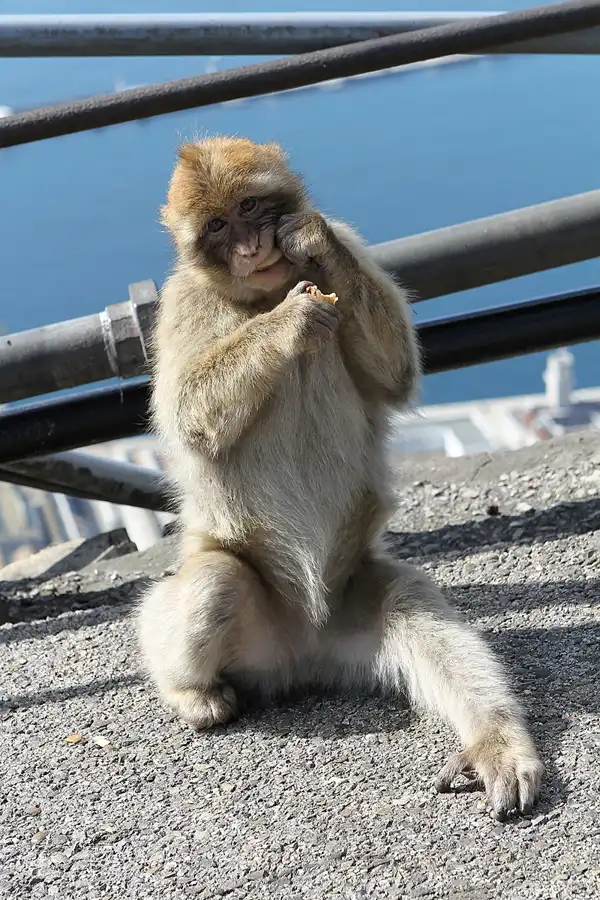 014 | 2011 | Gibraltar | © carsten riede fotografie