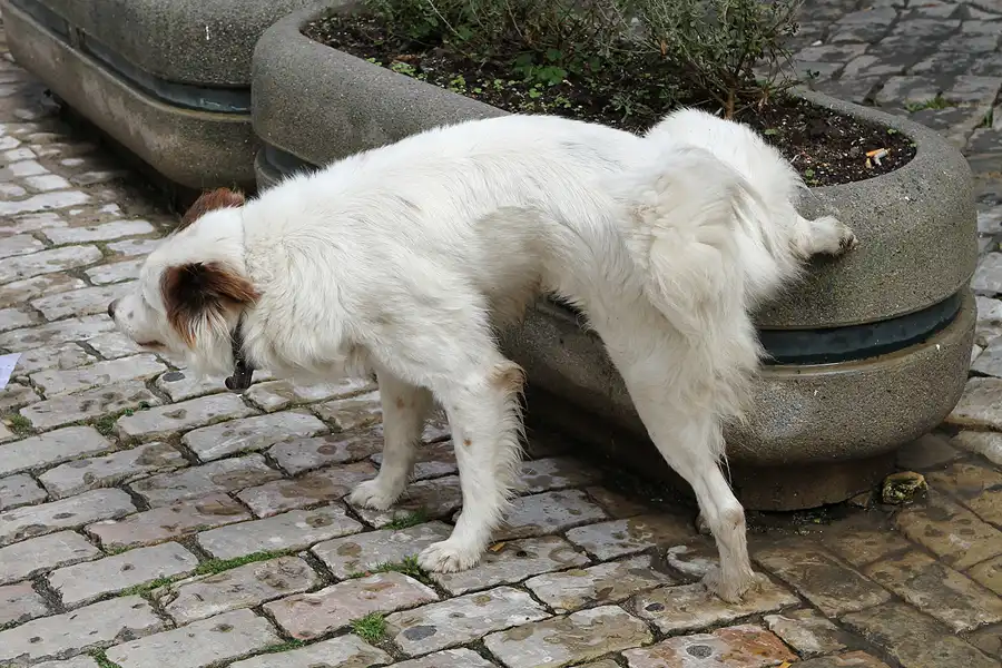 072 | 2011 | Loule | © carsten riede fotografie