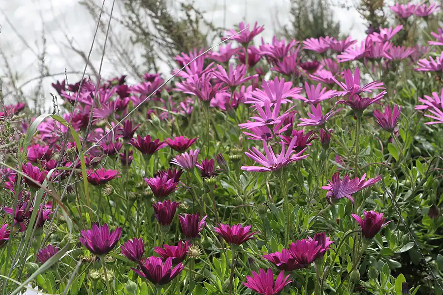 098 | 2011 | Praia Do Carvoeiro | © carsten riede fotografie
