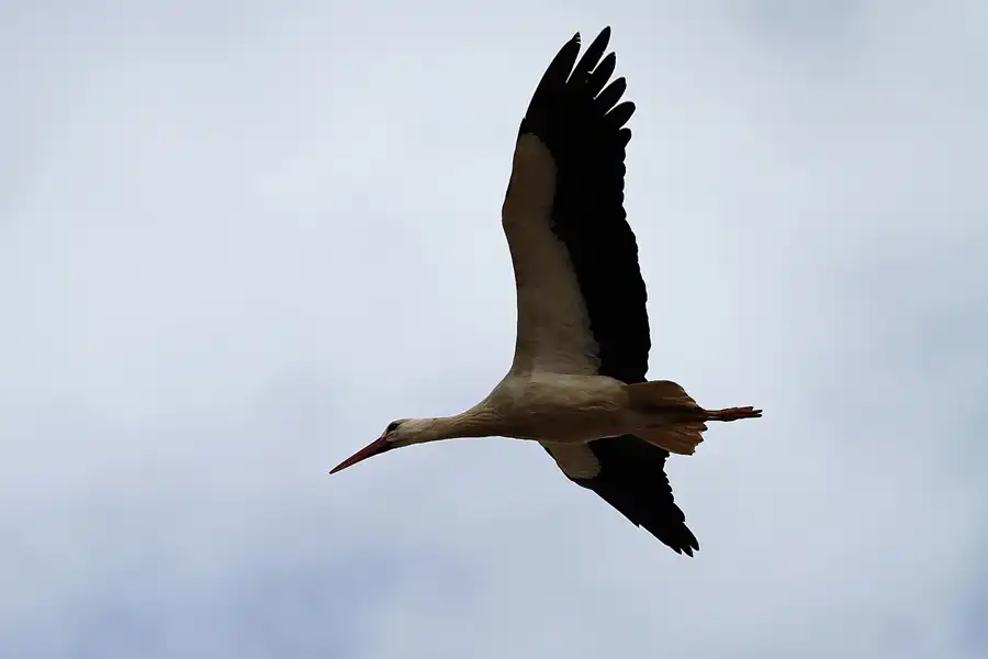 154 | 2011 | Silves | © carsten riede fotografie