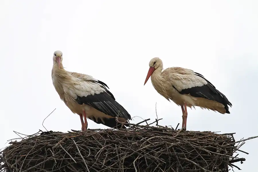 155 | 2011 | Silves | © carsten riede fotografie
