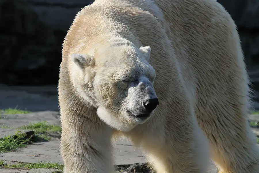 002 | 2011 | Berlin | Tierpark Friedrichsfelde | © carsten riede fotografie