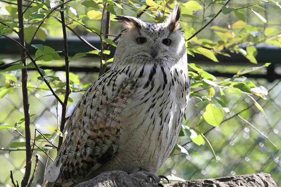 006 | 2011 | Berlin | Tierpark Friedrichsfelde | © carsten riede fotografie