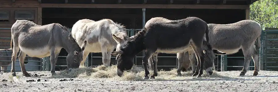 009 | 2011 | Berlin | Tierpark Friedrichsfelde | © carsten riede fotografie