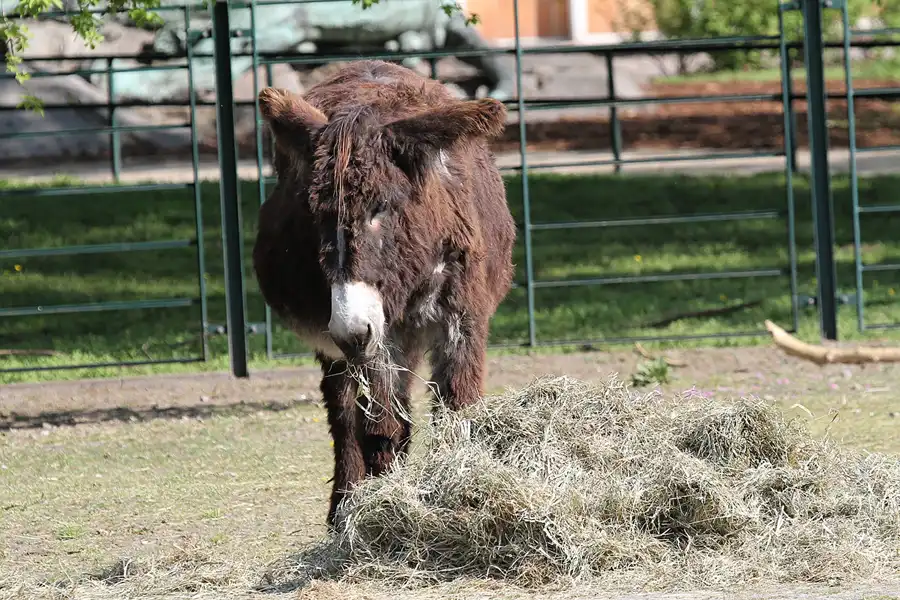 010 | 2011 | Berlin | Tierpark Friedrichsfelde | © carsten riede fotografie