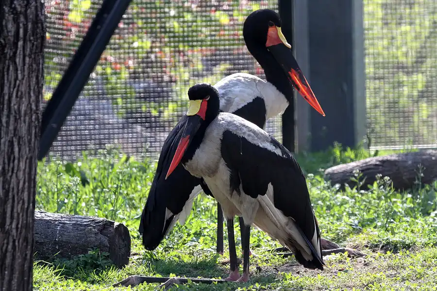 011 | 2011 | Berlin | Tierpark Friedrichsfelde | © carsten riede fotografie
