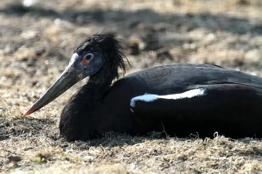 012 | 2011 | Berlin | Tierpark Friedrichsfelde | © carsten riede fotografie