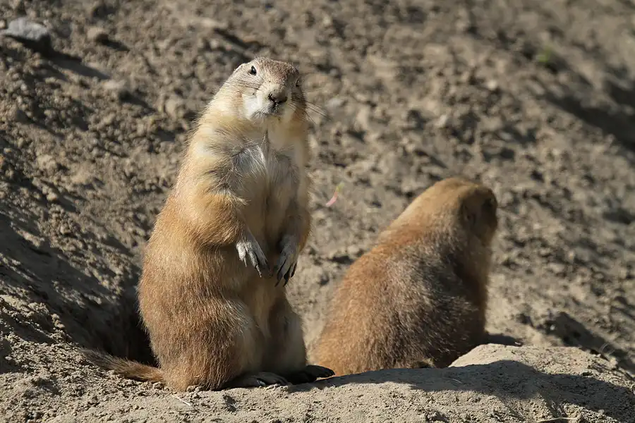 018 | 2011 | Berlin | Tierpark Friedrichsfelde | © carsten riede fotografie