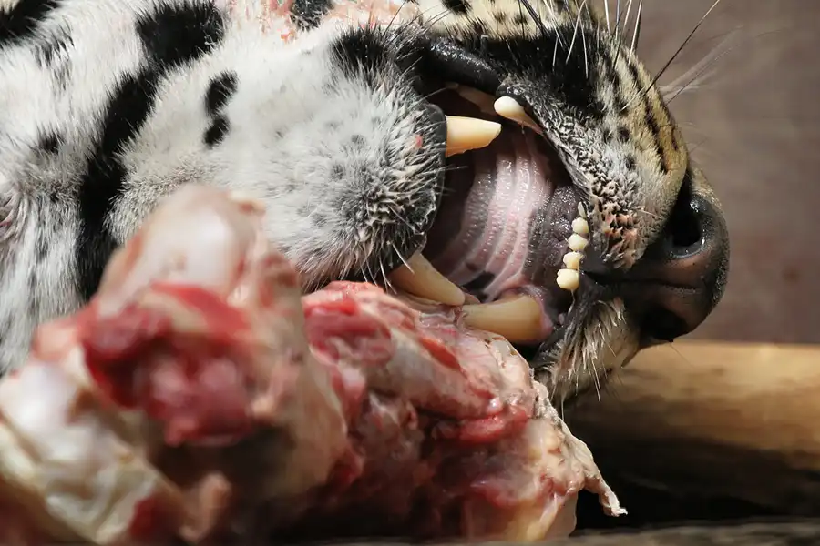 020 | 2011 | Berlin | Tierpark Friedrichsfelde | © carsten riede fotografie