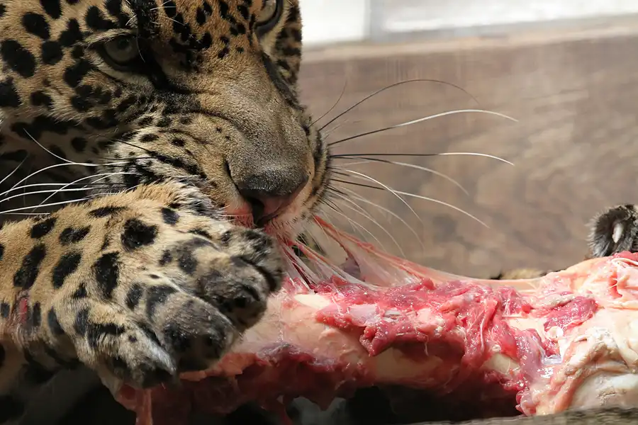 022 | 2011 | Berlin | Tierpark Friedrichsfelde | © carsten riede fotografie