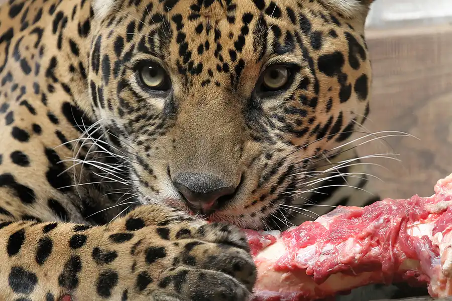 023 | 2011 | Berlin | Tierpark Friedrichsfelde | © carsten riede fotografie