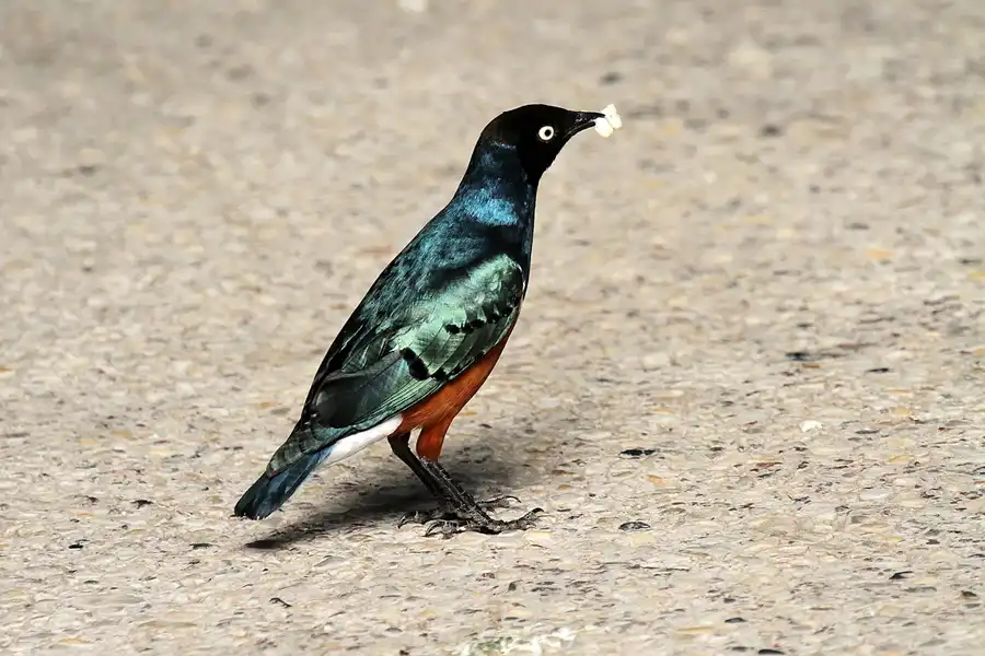 029 | 2011 | Berlin | Tierpark Friedrichsfelde | © carsten riede fotografie