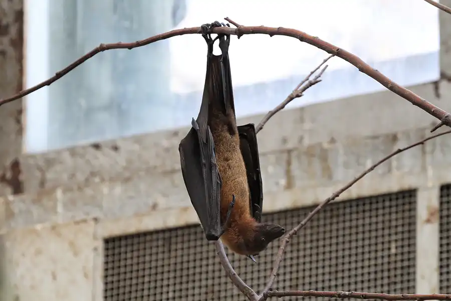 031 | 2011 | Berlin | Tierpark Friedrichsfelde | © carsten riede fotografie