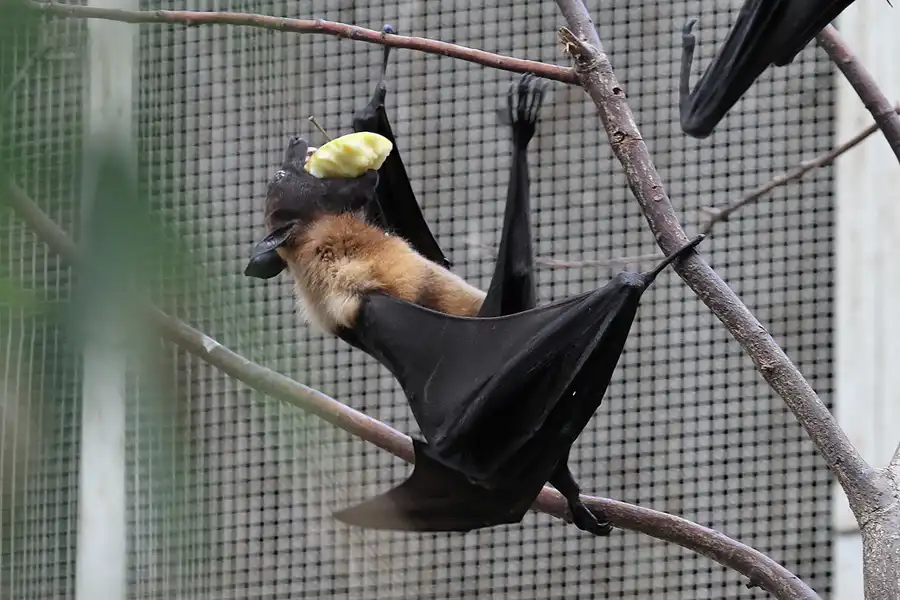 033 | 2011 | Berlin | Tierpark Friedrichsfelde | © carsten riede fotografie