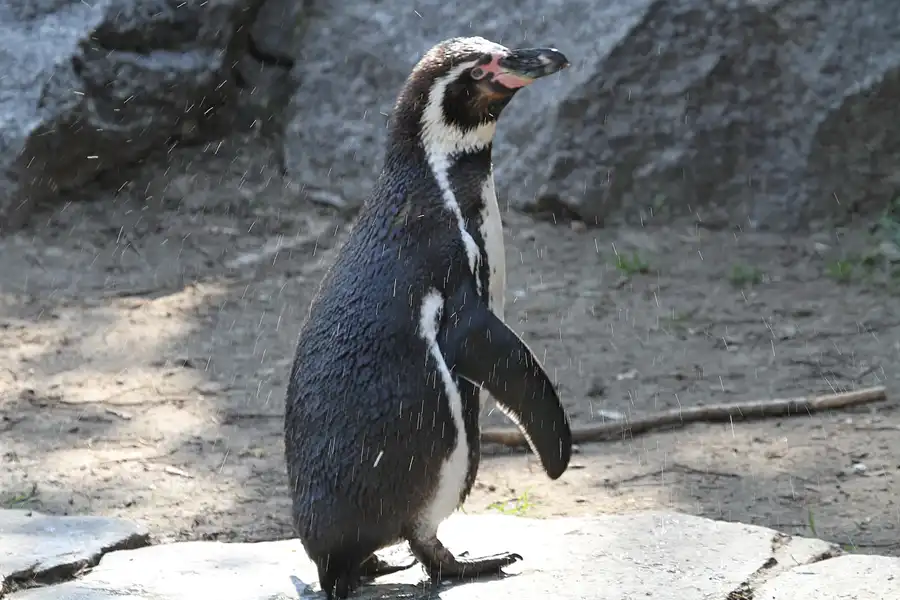035 | 2011 | Berlin | Tierpark Friedrichsfelde | © carsten riede fotografie