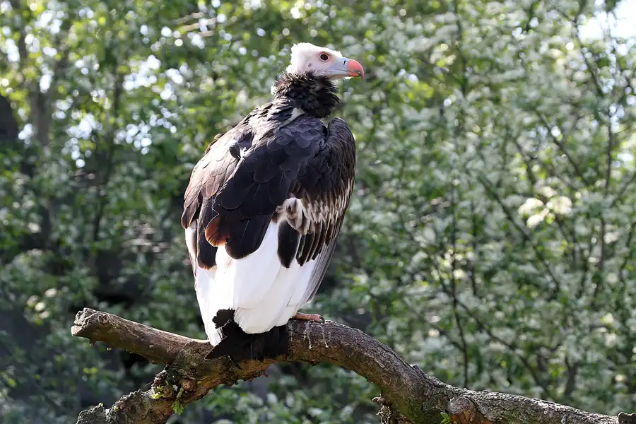 038 | 2011 | Berlin | Tierpark Friedrichsfelde | © carsten riede fotografie
