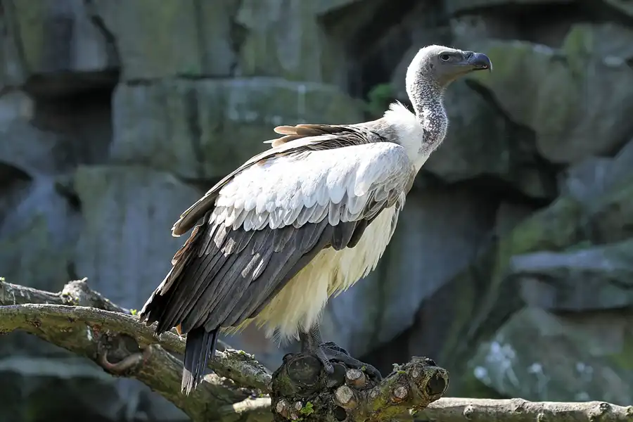 039 | 2011 | Berlin | Tierpark Friedrichsfelde | © carsten riede fotografie