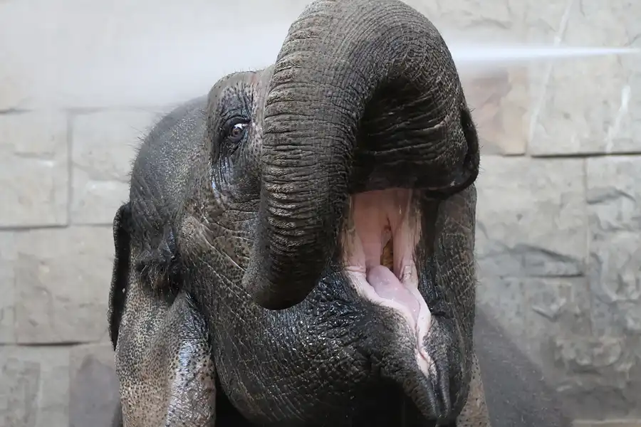 046 | 2011 | Berlin | Tierpark Friedrichsfelde | © carsten riede fotografie