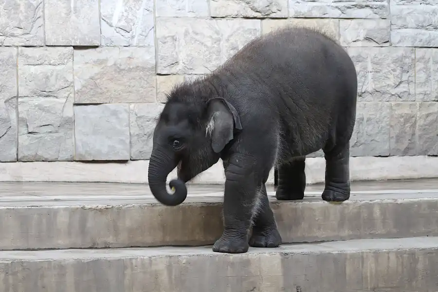049 | 2011 | Berlin | Tierpark Friedrichsfelde | © carsten riede fotografie