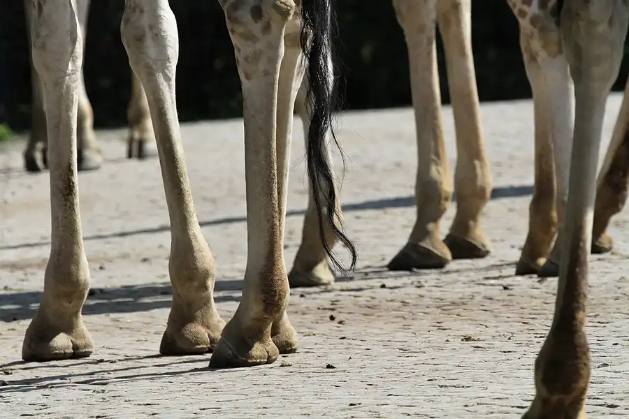 055 | 2011 | Berlin | Tierpark Friedrichsfelde | © carsten riede fotografie