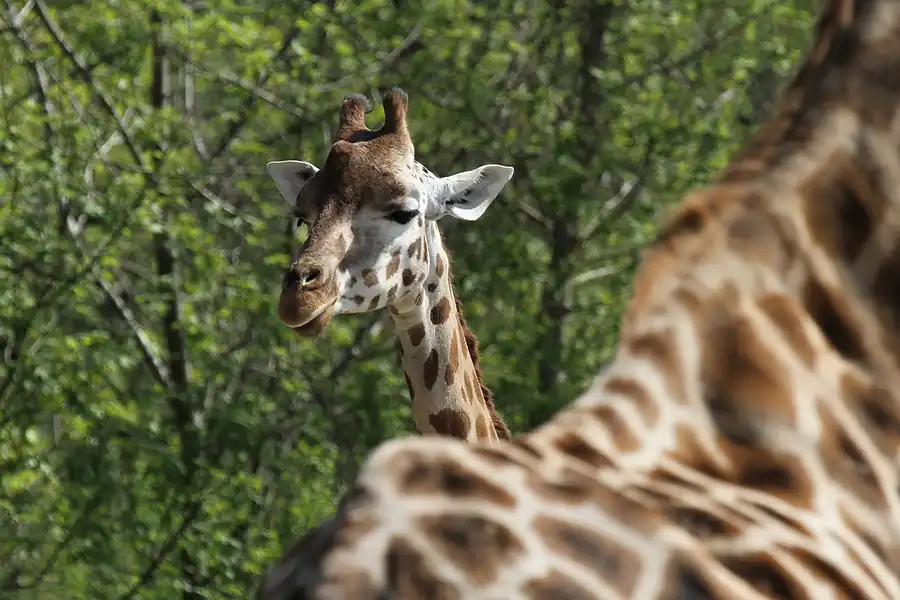 056 | 2011 | Berlin | Tierpark Friedrichsfelde | © carsten riede fotografie