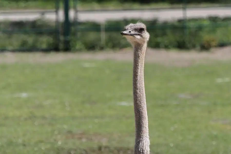 057 | 2011 | Berlin | Tierpark Friedrichsfelde | © carsten riede fotografie