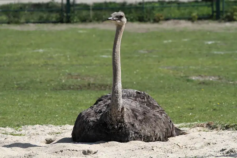 058 | 2011 | Berlin | Tierpark Friedrichsfelde | © carsten riede fotografie
