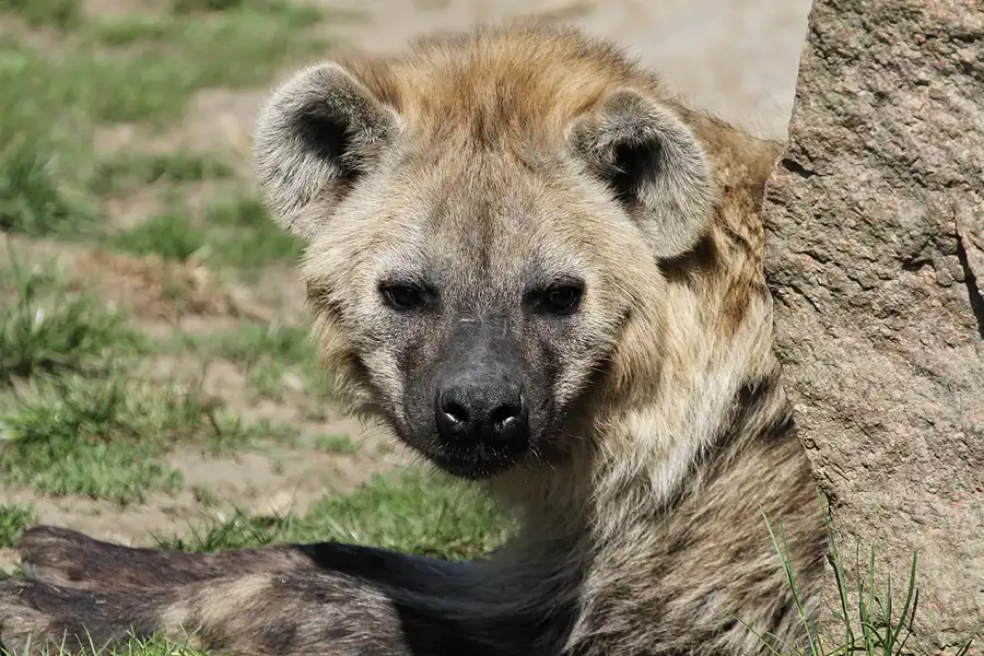 059 | 2011 | Berlin | Tierpark Friedrichsfelde | © carsten riede fotografie