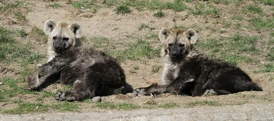 060 | 2011 | Berlin | Tierpark Friedrichsfelde | © carsten riede fotografie
