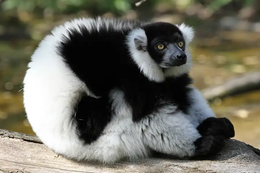 061 | 2011 | Berlin | Tierpark Friedrichsfelde | © carsten riede fotografie