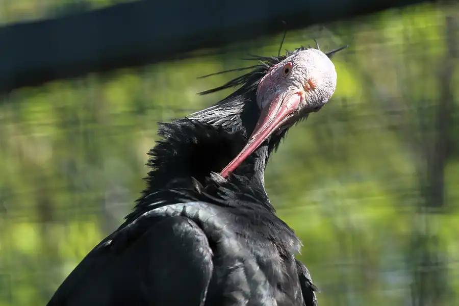 062 | 2011 | Berlin | Tierpark Friedrichsfelde | © carsten riede fotografie