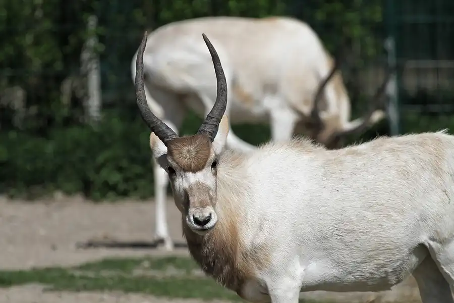 063 | 2011 | Berlin | Tierpark Friedrichsfelde | © carsten riede fotografie