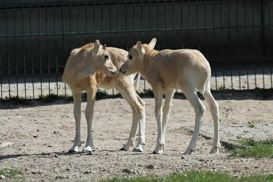 064 | 2011 | Berlin | Tierpark Friedrichsfelde | © carsten riede fotografie