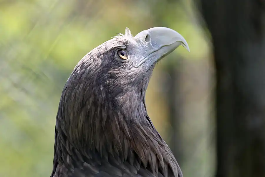 065 | 2011 | Berlin | Tierpark Friedrichsfelde | © carsten riede fotografie