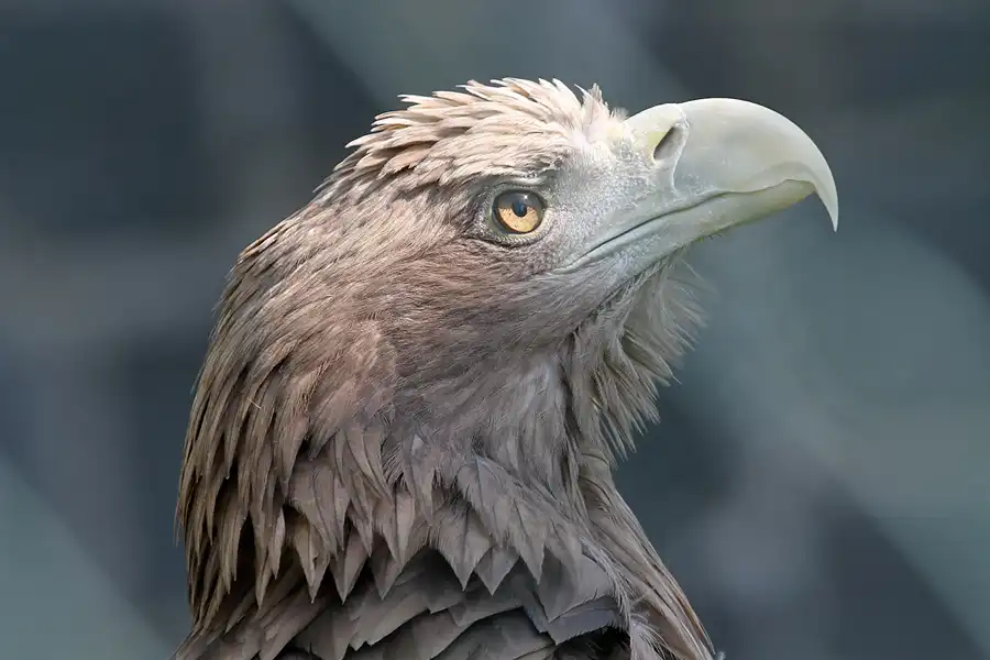 066 | 2011 | Berlin | Tierpark Friedrichsfelde | © carsten riede fotografie