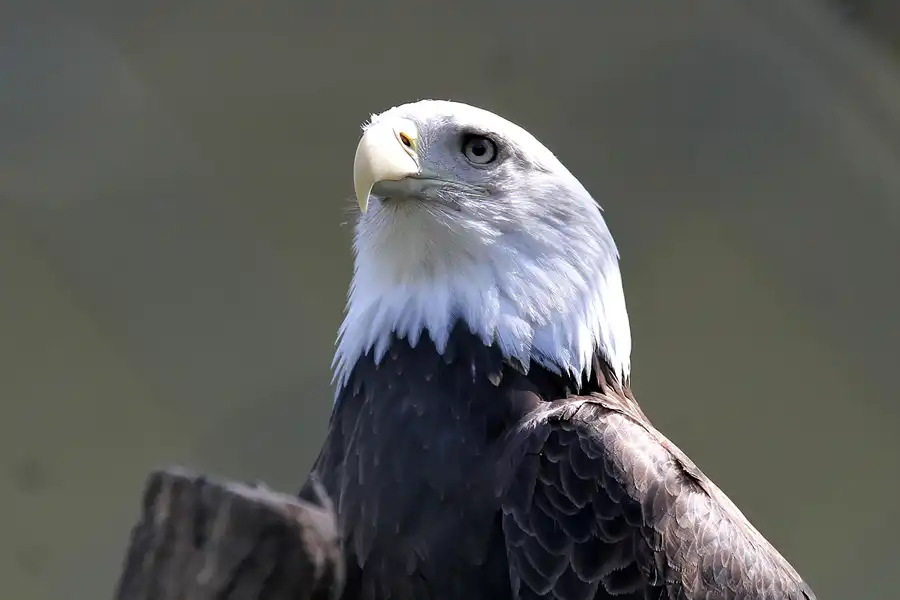 068 | 2011 | Berlin | Tierpark Friedrichsfelde | © carsten riede fotografie