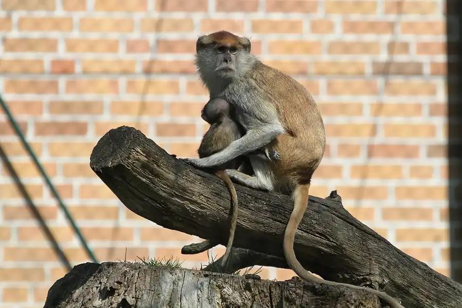 069 | 2011 | Berlin | Tierpark Friedrichsfelde | © carsten riede fotografie