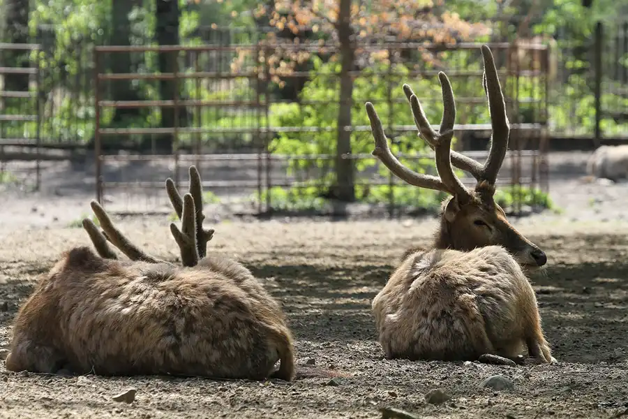 070 | 2011 | Berlin | Tierpark Friedrichsfelde | © carsten riede fotografie
