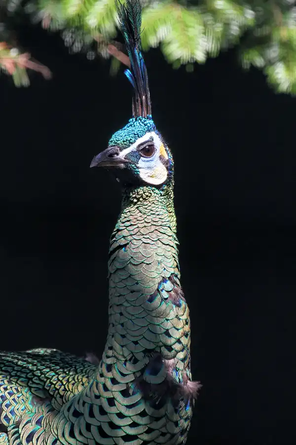 071 | 2011 | Berlin | Tierpark Friedrichsfelde | © carsten riede fotografie