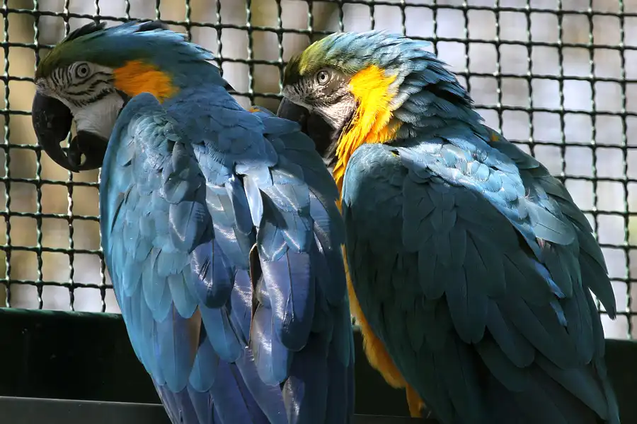 072 | 2011 | Berlin | Tierpark Friedrichsfelde | © carsten riede fotografie