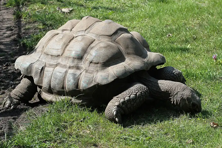 075 | 2011 | Berlin | Tierpark Friedrichsfelde | © carsten riede fotografie