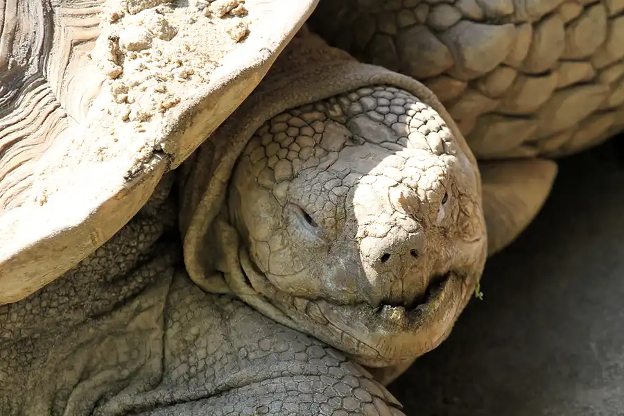 076 | 2011 | Berlin | Tierpark Friedrichsfelde | © carsten riede fotografie