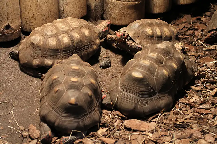 078 | 2011 | Berlin | Tierpark Friedrichsfelde | © carsten riede fotografie