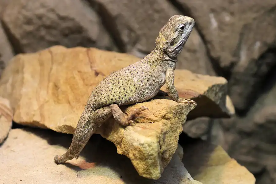 079 | 2011 | Berlin | Tierpark Friedrichsfelde | © carsten riede fotografie