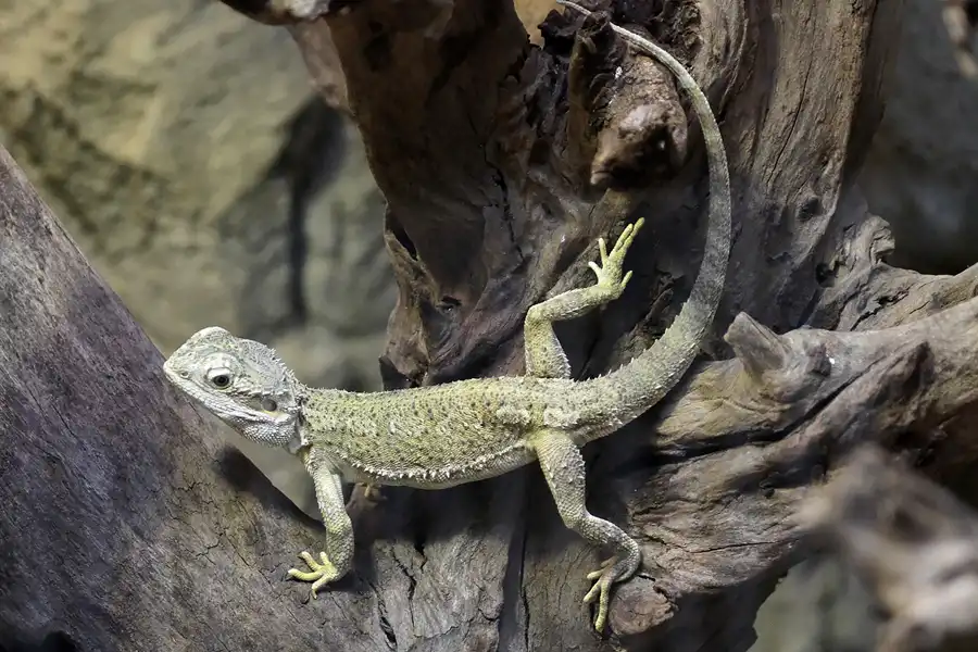 080 | 2011 | Berlin | Tierpark Friedrichsfelde | © carsten riede fotografie