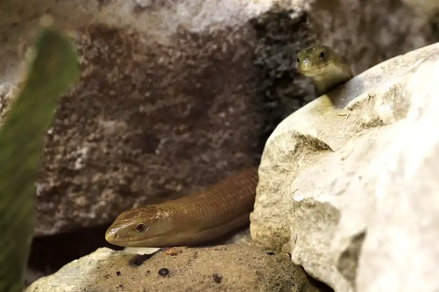 081 | 2011 | Berlin | Tierpark Friedrichsfelde | © carsten riede fotografie